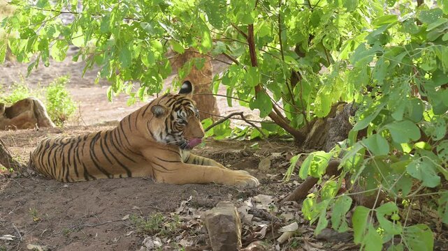 full shot wild female bengal tiger or panthera tigris sitting in tree shade with eye contact in evening game drive summer season jungle safari ranthambore national park forest reserve rajasthan india