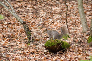 Gray Squirrel Foraging in Autumn Leaves