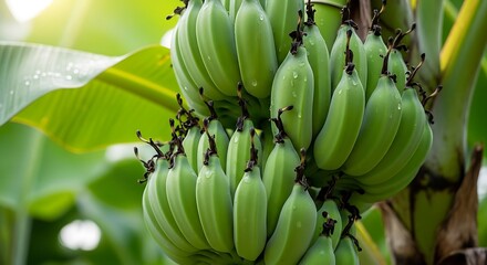 Green Bananas Hanging on Tree.