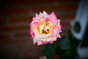 Beautiful pink and yellow rose in bloom. Blurred background. Dreamlike garden.