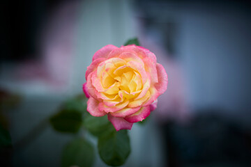 Beautiful pink and yellow rose in bloom. Blurred background. Dreamlike garden.