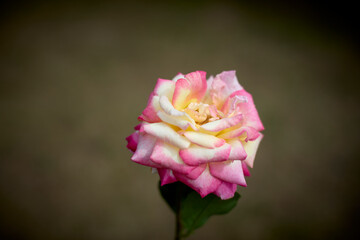 Beautiful pink and yellow rose in bloom. Blurred background. Dreamlike garden.