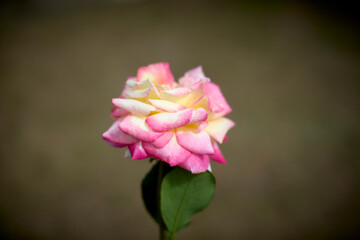 Beautiful pink and yellow rose in bloom. Blurred background. Dreamlike garden.