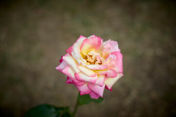 Beautiful pink and yellow rose in bloom. Blurred background. Dreamlike garden.