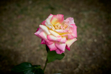 Beautiful pink and yellow rose in bloom. Blurred background. Dreamlike garden.