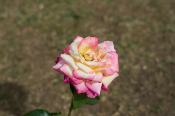Beautiful pink and yellow rose in bloom. Blurred background. Dreamlike garden.