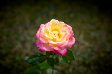 Beautiful pink and yellow rose in bloom. Blurred background. Dreamlike garden.
