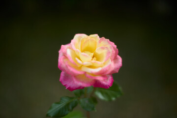 Beautiful pink and yellow rose in bloom. Blurred background. Dreamlike garden.