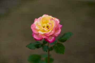 Beautiful pink and yellow rose in bloom. Blurred background. Dreamlike garden.
