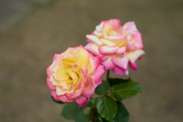 Beautiful pink and yellow rose in bloom. Blurred background. Dreamlike garden.