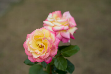 Beautiful pink and yellow rose in bloom. Blurred background. Dreamlike garden.