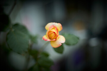 Beautiful pink and yellow rose in bloom. Blurred background. Dreamlike garden.