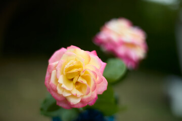 Beautiful pink and yellow rose in bloom. Blurred background. Dreamlike garden.