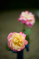 Beautiful pink and yellow rose in bloom. Blurred background. Dreamlike garden.