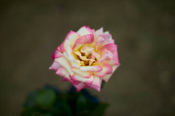 Beautiful pink and yellow rose in bloom. Blurred background. Dreamlike garden.