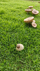 Mushroom Growth on Lush Green Grass Surface in Natural Setting