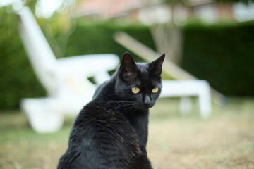 Beatiful balck cat with yellow eyes