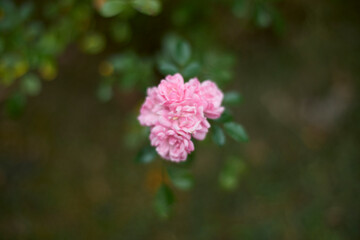 Beautiful pink small roses in bloom. Blurred background. Dreamlike garden.