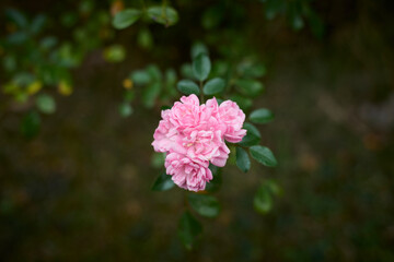 Beautiful pink small roses in bloom. Blurred background. Dreamlike garden.