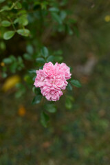 Beautiful pink small roses in bloom. Blurred background. Dreamlike garden.