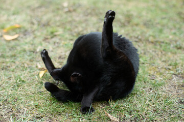 Black cat licking its butt