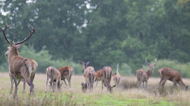 Red deer stag of Scotland leaving by advancing the herd in a plain in a park under the rain. Cervus elaphus, Sologne, Loiret 45, r&eacute;gion Centre Val de Loire, France, European Union, Europe