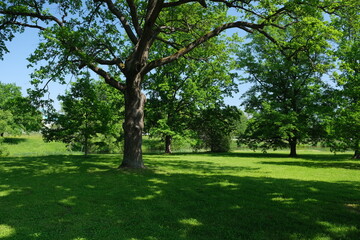 Naklejka premium green trees and lawn in a summer park