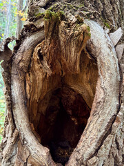 Old Tree Trunk with Hollow in Forest
