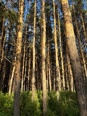 Autumn forest, tree trunks in the rays of the sun at sunset.