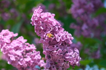 Fototapeta premium lilac flowers and a bee