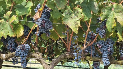 grapes ripe in a vineyard in autumn