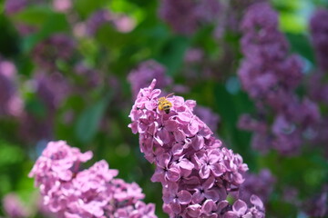 lilac flowers and a bee