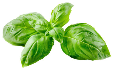 Fototapeta premium Green a basil leaves isolated on white background png transparent clipart.