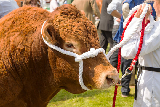 A South Devon bull on display at a traditional county show