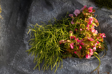 Mistletoe Cactus and Begonia in Rock Planter