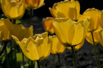 Fototapeta premium Closeup of a tulip flowers backlit byt the sun, selective focus with dark bokeh background - Tulipa 