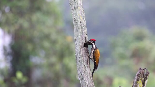 Beautiful footage or video of the Black Rumped Flameback woodpecker with beautiful background in the perched during the feed at Thattekad, Kerala, India