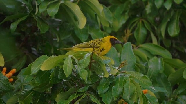 Yellow Cape Canary, weaverbird taking off from branch of tree - slow motion 