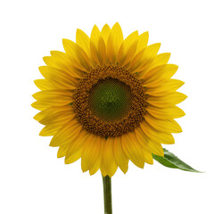 Fototapeta premium Pristine golden yellow sunflower with perfectly formed petals and deep green detailed central disc, at 45-degree angle in professional studio on seamless transparent background, concept of botanical