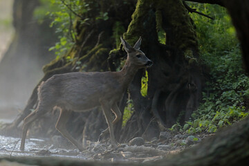 Sarna europejska (Capreolus capreolus) roe deer © Bartosz Rakoczy