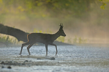 Sarna europejska (Capreolus capreolus) roe deer © Bartosz Rakoczy