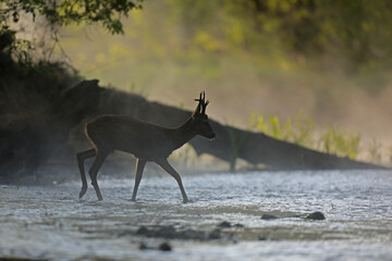 Sarna europejska (Capreolus capreolus) roe deer