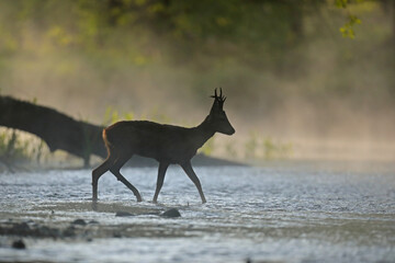 Sarna europejska (Capreolus capreolus) roe deer © Bartosz Rakoczy