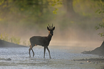 Sarna europejska (Capreolus capreolus) roe deer © Bartosz Rakoczy