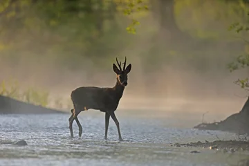 Fotobehang Ree Sarna europejska (Capreolus capreolus) roe deer  © Bartosz Rakoczy