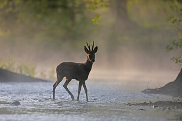 Sarna europejska (Capreolus capreolus) roe deer © Bartosz Rakoczy
