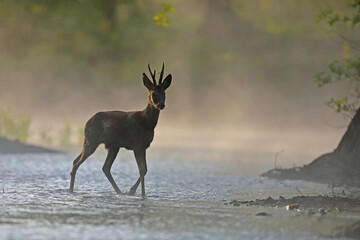 Sarna europejska (Capreolus capreolus) roe deer © Bartosz Rakoczy