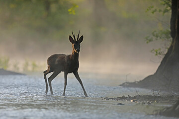 Sarna europejska (Capreolus capreolus) roe deer © Bartosz Rakoczy