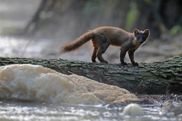 Kuna leśna, tumak (Martes martes)