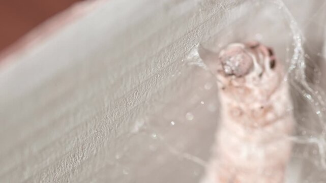 The web-weaving silkworm